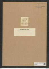 Asteromphalus stellatus (Grev.) Ralfs. (de-Toni-Nr.: Genus 236, Species 5692) Zeichnungen Sammlung Grunow Nr. 9690 (NHMW-BOT-W0379629)